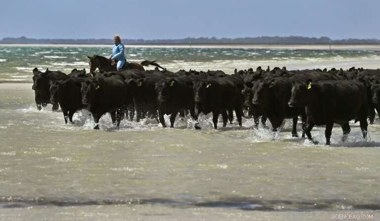 Remote Cape Sets Global Benchmark with the Cleanest Air, Offering Smog Relief
