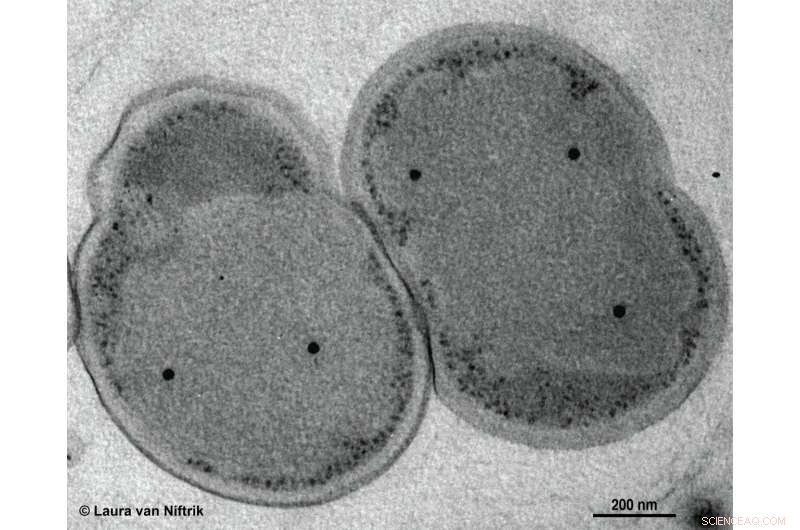 Anammox Bacteria Thrive on Nitric Oxide – A Scientific Breakthrough