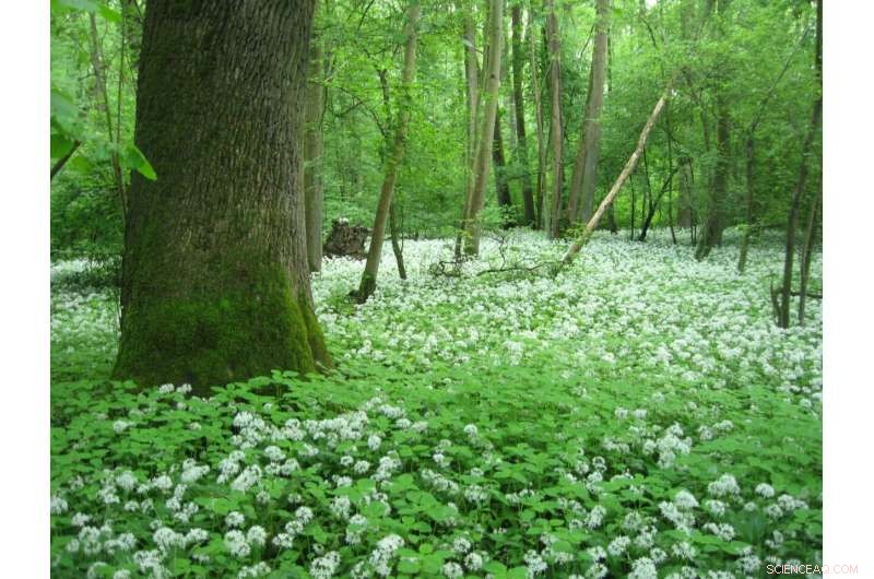 Floodplain Forests at Risk: How Groundwater Extraction Threatens Europe’s Ecosystems