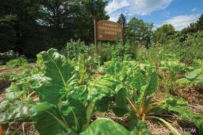 UMass Amherst Students Showcase Permaculture Gardens as Leading Sustainable Agriculture Models