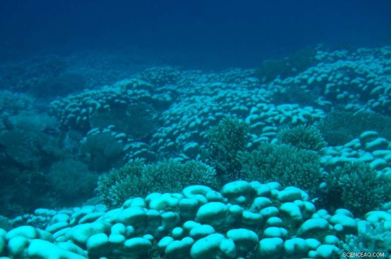 Equatorial Coral Reefs Show Resilience to Rising Ocean Temperatures