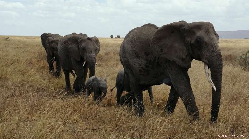 Serengeti Development vs Conservation: The Controversy Over a New All-Weather Tarmac Road