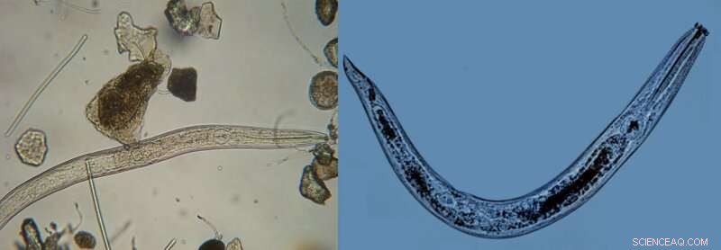 Scientists Map Biodiversity in Antarctica’s Dry Valleys