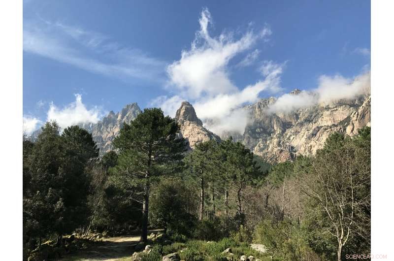 Harnessing Genetic Diversity Maps to Strengthen Forests Against Climate Change