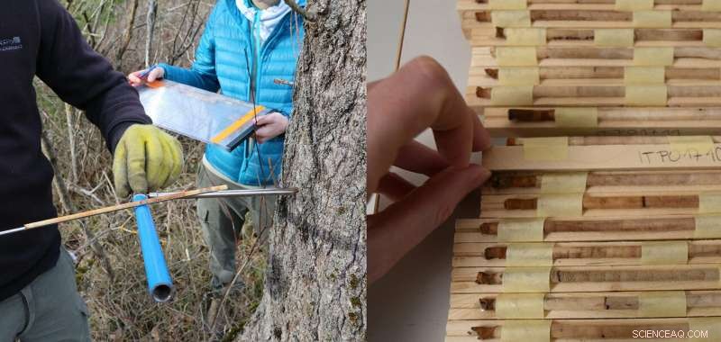 Harnessing Genetic Diversity Maps to Strengthen Forests Against Climate Change