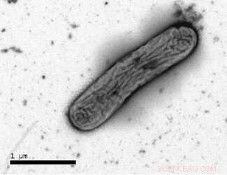 Pharmaceuticals and Personal Care Products Pose Emerging Pollution Risks in Waterways