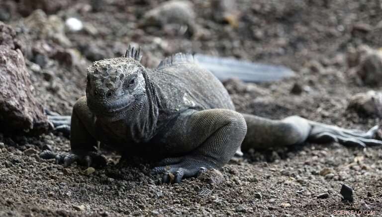 Microplastics Threaten Galapagos Fauna