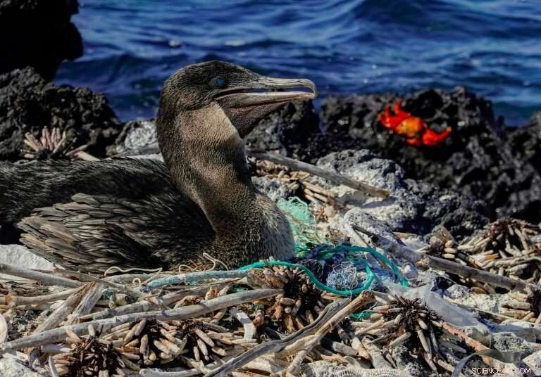 Microplastics Threaten Galapagos Fauna