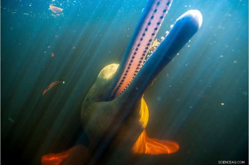 Study Finds Amazon River Loses Significant Surface Water Due to Human Activities