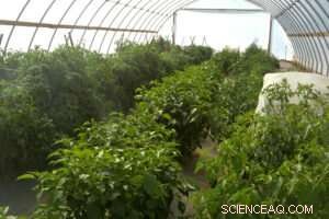 High‑Tunnels Designed to Withstand Bomb Cyclone Winds – Texas A&M Research