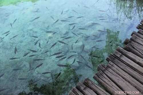 New Study Links Climate Change to Shifts in Ontario Lake Fish Communities