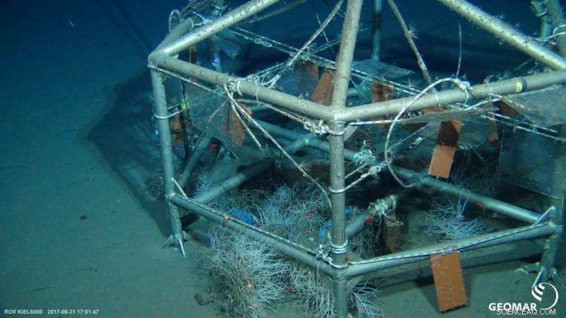 Slow-Motion Colonization: A Close Look at Arctic Seabed Life