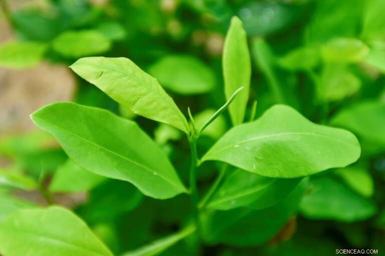 Colombia s Coca Farmers Face Tough Choices Over Crop Future