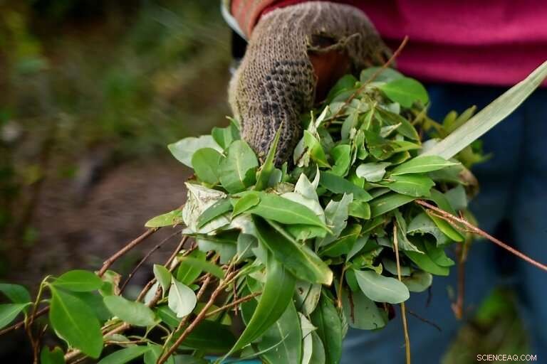 Colombia s Coca Farmers Face Tough Choices Over Crop Future