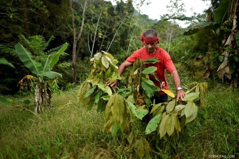 Colombia s Coca Farmers Face Tough Choices Over Crop Future