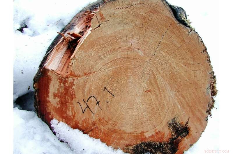 New Study Shows Clouds Mitigate Human‑Induced Global Warming