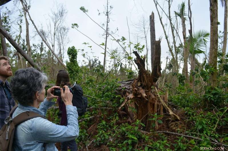 New Study Reveals Climate‑Driven Storms Threaten Tropical Forests—Insights from Hurricane Maria