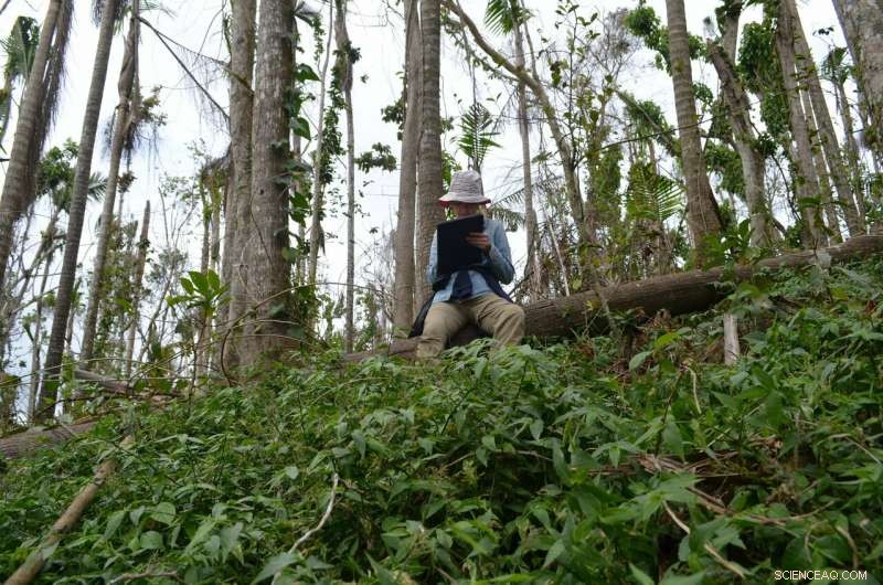 New Study Reveals Climate‑Driven Storms Threaten Tropical Forests—Insights from Hurricane Maria