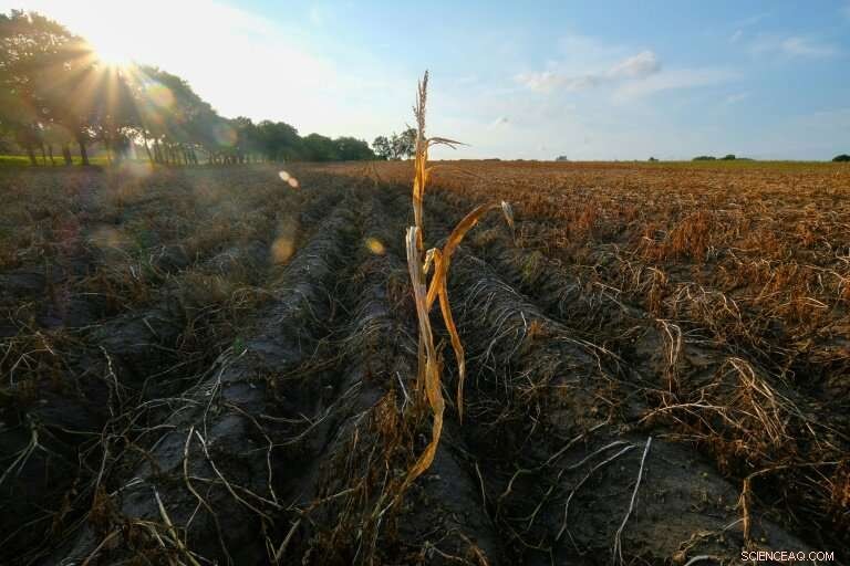 Germany Experiences Record-Breaking Warmest Year of the Century