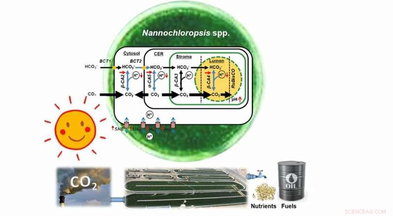 Scientists Reverse Evolutionary Clock to Engineer CO₂‑Resistant Microalgae