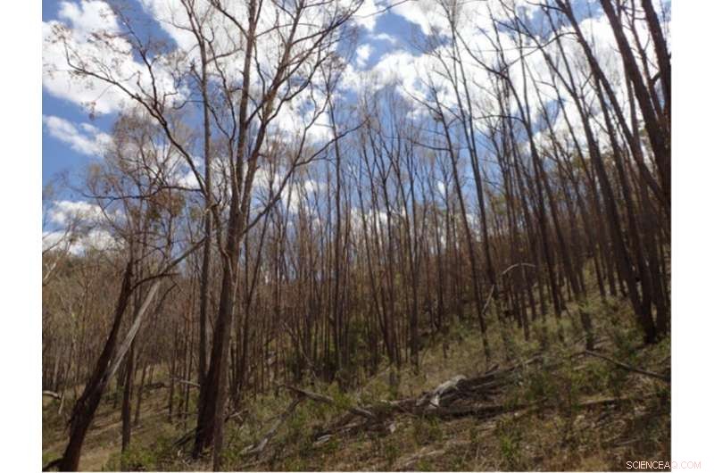 Help Scientists Track Drought‑Affected Australian Trees