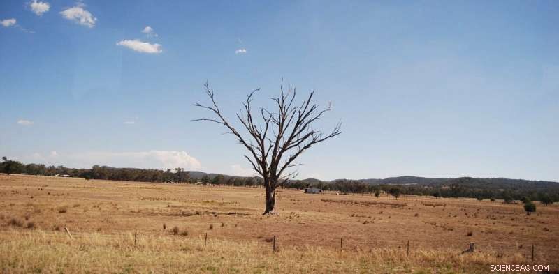 Help Scientists Track Drought‑Affected Australian Trees