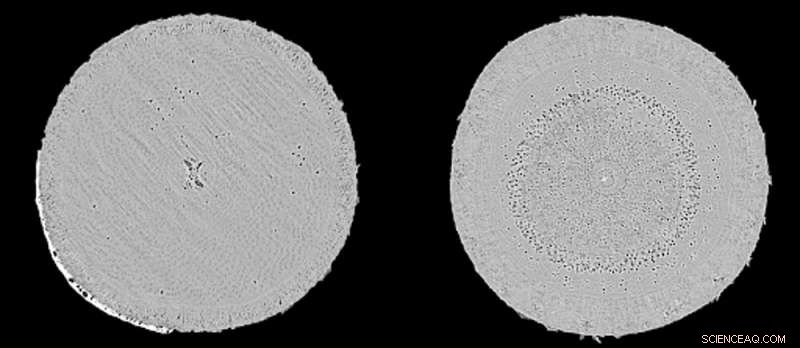 Help Scientists Track Drought‑Affected Australian Trees