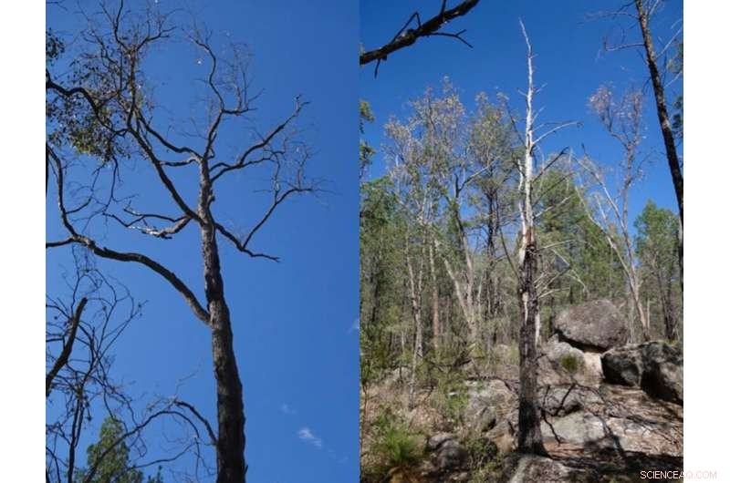 Help Scientists Track Drought‑Affected Australian Trees