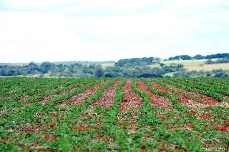 US-China Trade War Threatens Amazon Rainforest, Experts Urge Immediate Action