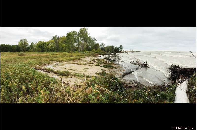 Freshwater Shoreline Erosion Transforms Wetlands, Shifting Carbon Dynamics