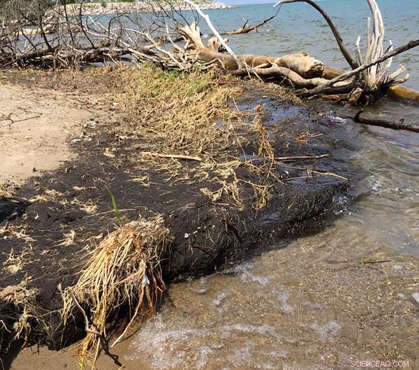 Freshwater Shoreline Erosion Transforms Wetlands, Shifting Carbon Dynamics