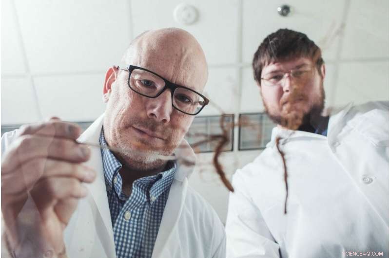 New Research Reveals Soil Biodiversity: Earth s Hidden Engine