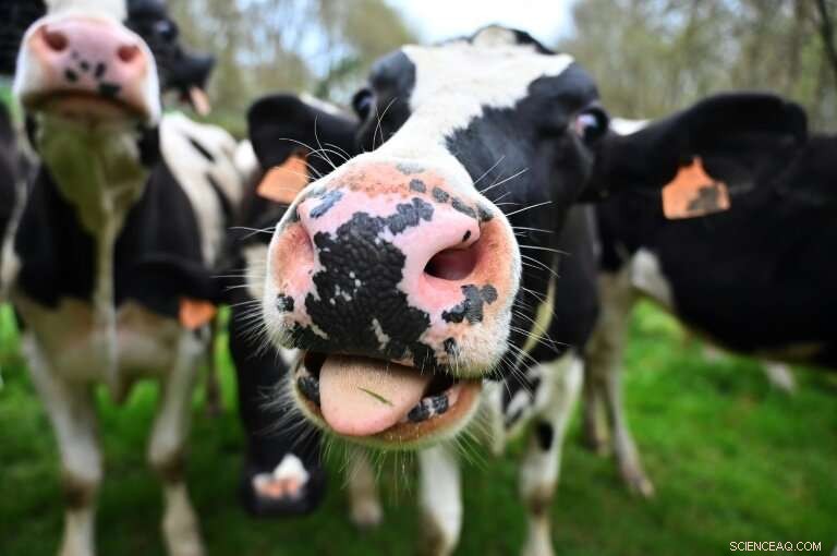 Innovative Cow Toilet System Aims to Reduce Emissions in the Netherlands