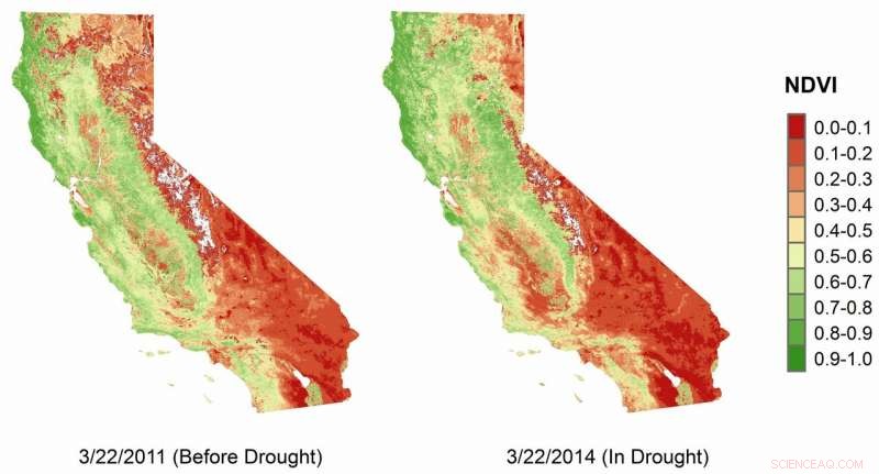 California s Southern Regions Experience Rising Browning During Droughts