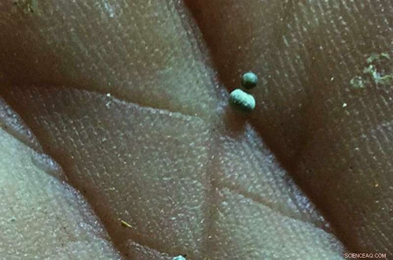 66-Million-Year-Old Meteor Impact: The Cataclysm That Ended the Age of Dinosaurs