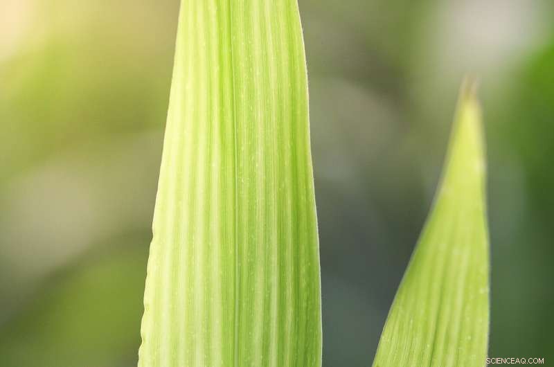 Study Links Corn Production Air Pollution to 4,300 Annual U.S. Premature Deaths