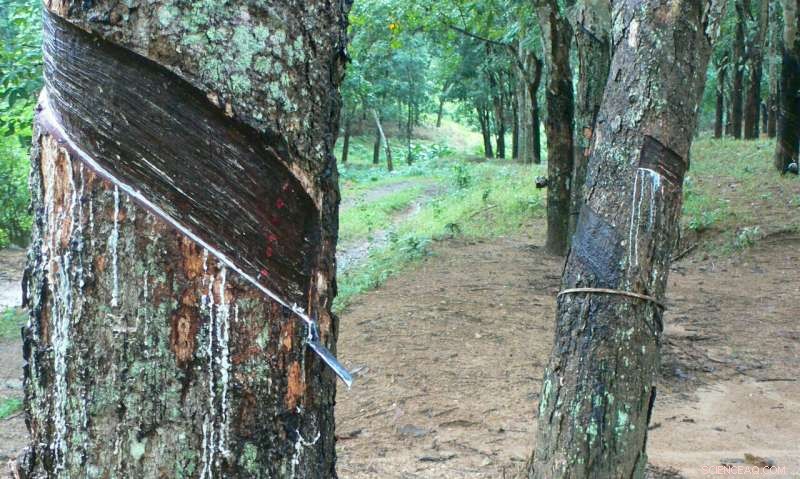 Maximizing Sustainable Profits: China s Innovative Farming Strategy