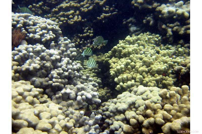 Hawaii Study Quantifies UV Filters in Reef Waters and Corals