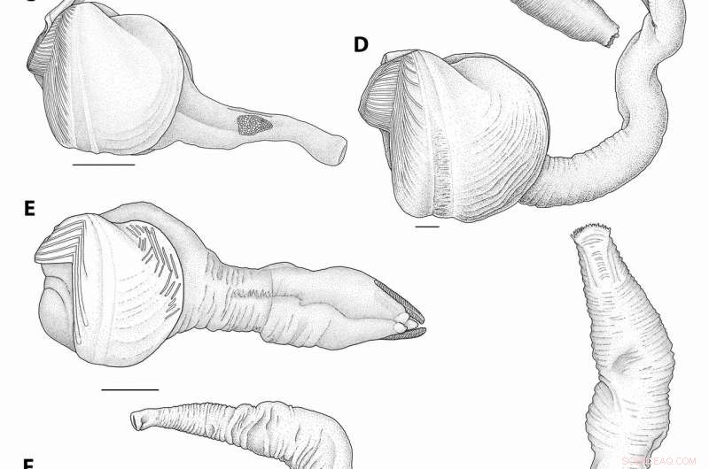 New Deep-Sea Wood-Boring Clam Species Uncovered