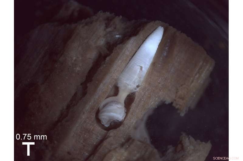 New Deep-Sea Wood-Boring Clam Species Uncovered