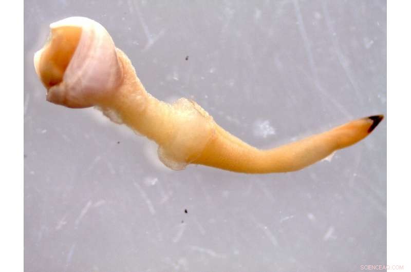 New Deep-Sea Wood-Boring Clam Species Uncovered