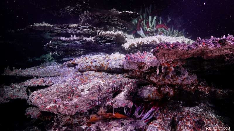 Mirrored Pools & Stunning Landscapes Revealed on Ocean Floor