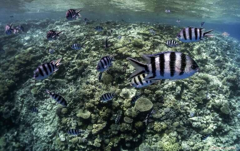 Red Sea Governorate to Ban Single‑Use Plastics to Protect Marine Ecosystems