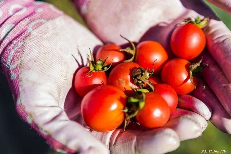 Three Sustainable Strategies for Urban Food Production That Preserve the Planet