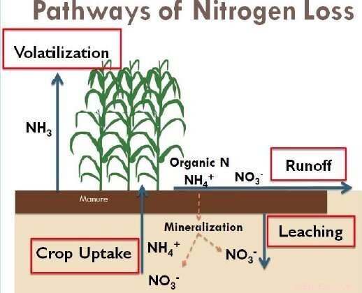 Optimize Manure Application with Winter Crops to Reduce Nitrogen Loss & Increase Profits