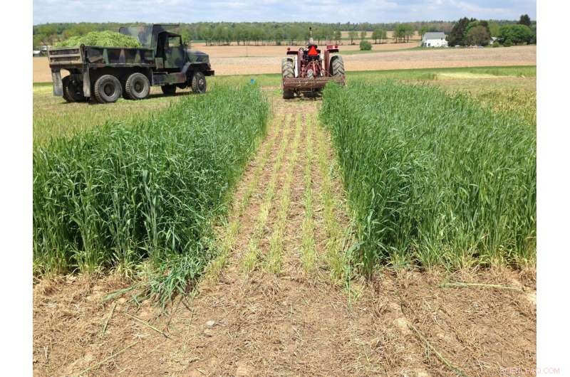 Optimize Manure Application with Winter Crops to Reduce Nitrogen Loss & Increase Profits