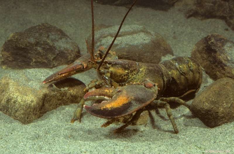 How Citizen Science Reveals Rapid Climate Change Impact on Long Island Sound