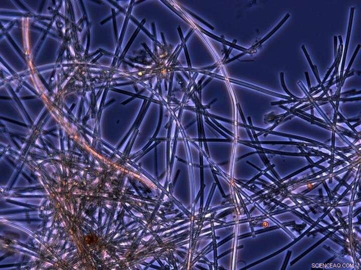 Harnessing Microbial Iron to Mitigate Climate Change