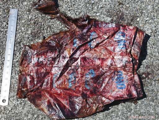 Explorer Charts Path of Plastic Pollution Through 10 Major Rivers to the Oceans