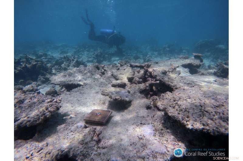 Warming Seas Threaten Great Barrier Reef Regrowth